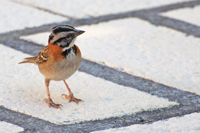 Zonotrichia capensis